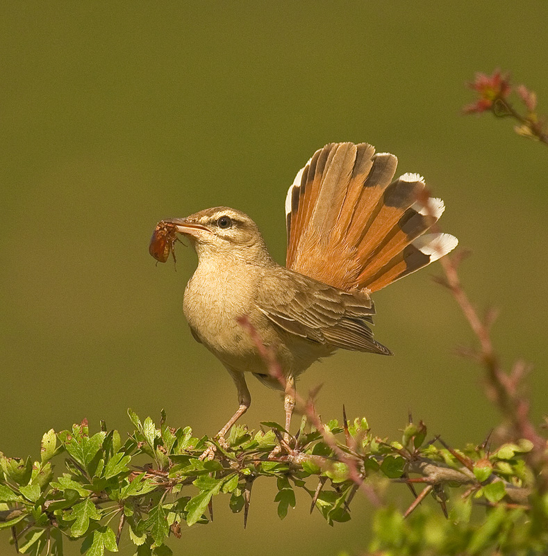 Çalıbülbülü » Rufous-tailed Scrub Robin » Cercotrichas galactotes