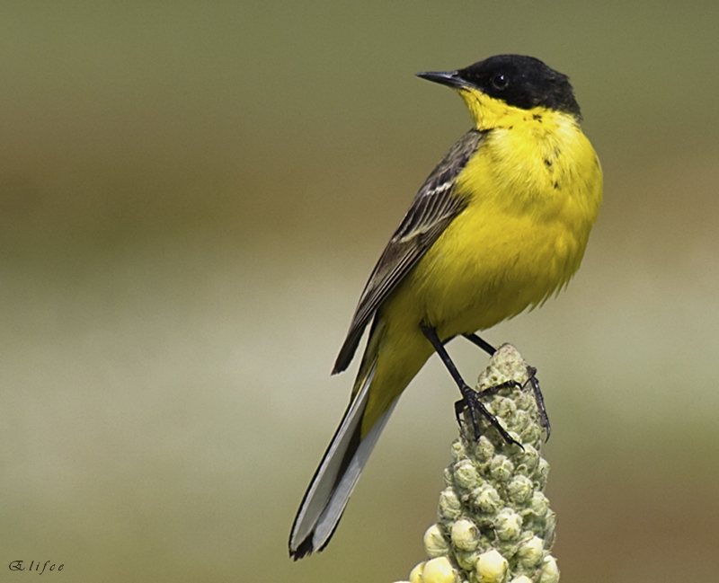 Sarı kuyruksallayan » Western Yellow Wagtail » Motacilla flava