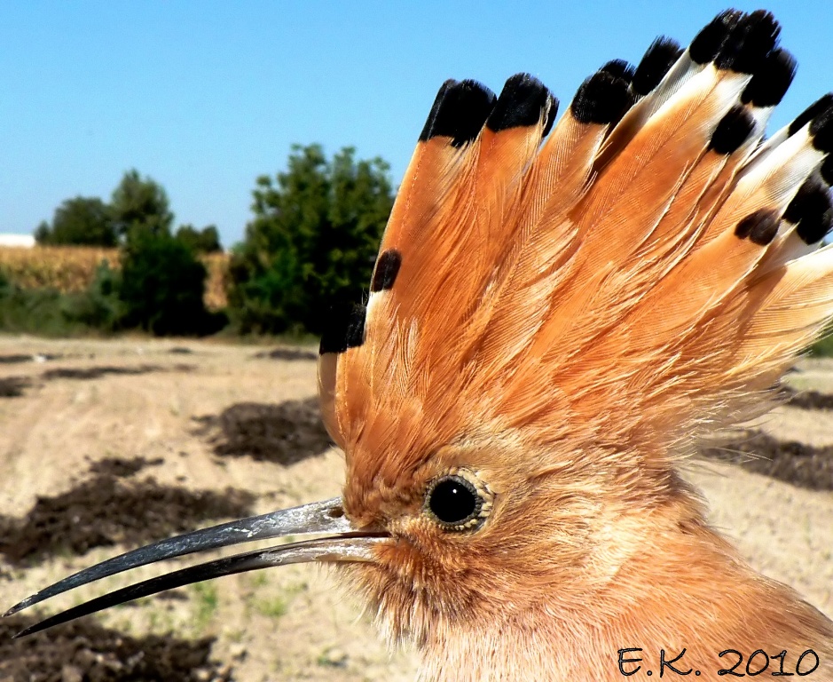 İbibik » Eurasian Hoopoe » Upupa epops