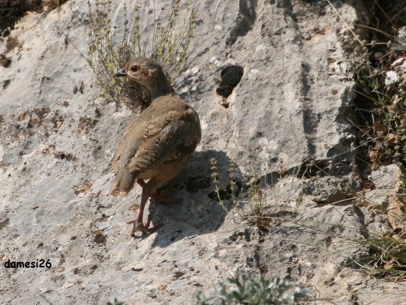 Kınalı keklik » Chukar Partridge » Alectoris chukar