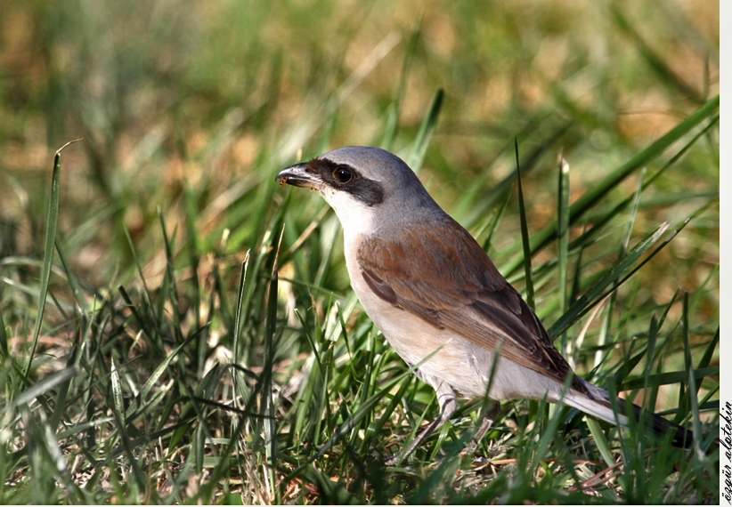 Kızılsırtlı örümcekkuşu » Red-backed Shrike » Lanius collurio