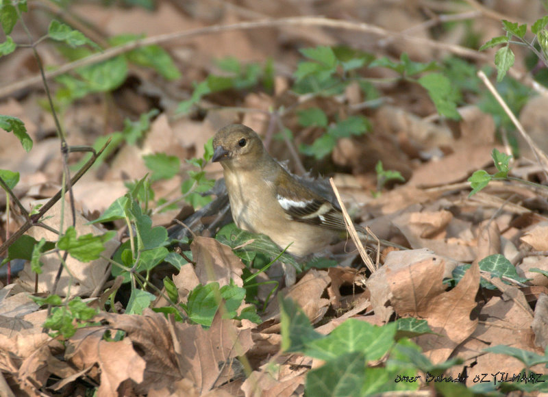 İspinoz » Common Chaffinch » Fringilla coelebs