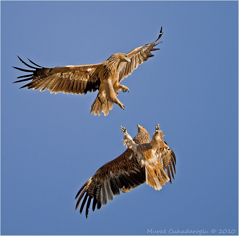Şah kartal » Eastern Imperial Eagle » Aquila heliaca