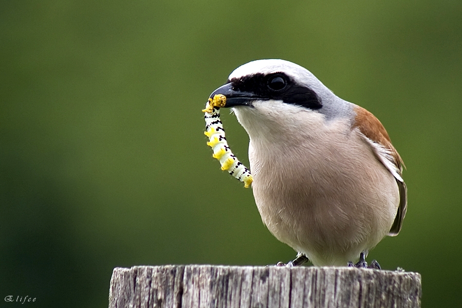 Kızılsırtlı örümcekkuşu » Red-backed Shrike » Lanius collurio