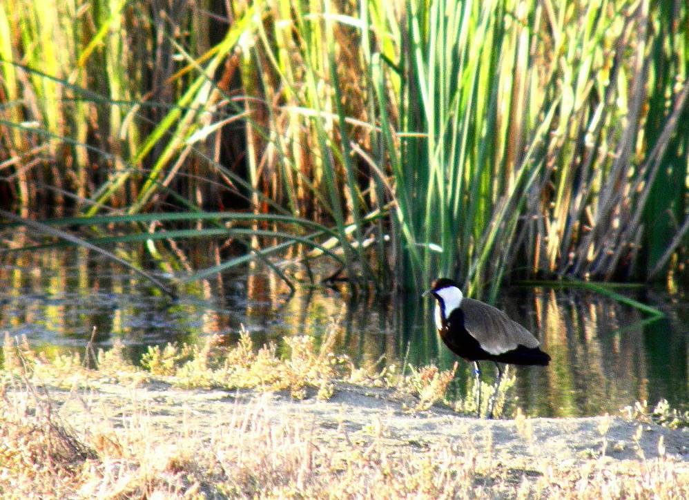 Mahmuzlu kızkuşu » Spur-winged Lapwing » Vanellus spinosus