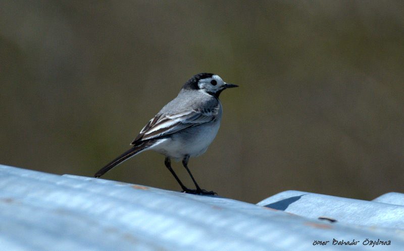 Ak kuyruksallayan » White Wagtail » Motacilla alba