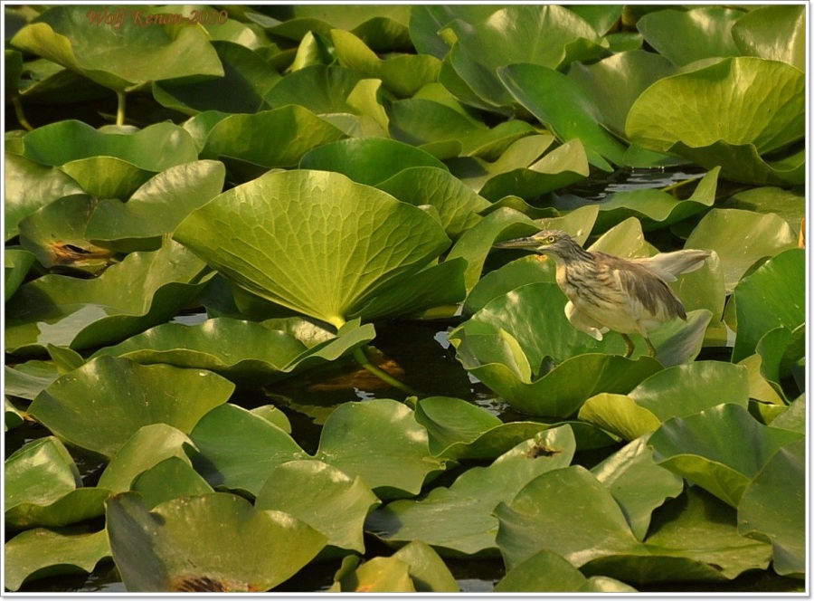 Alaca balıkçıl » Squacco Heron » Ardeola ralloides
