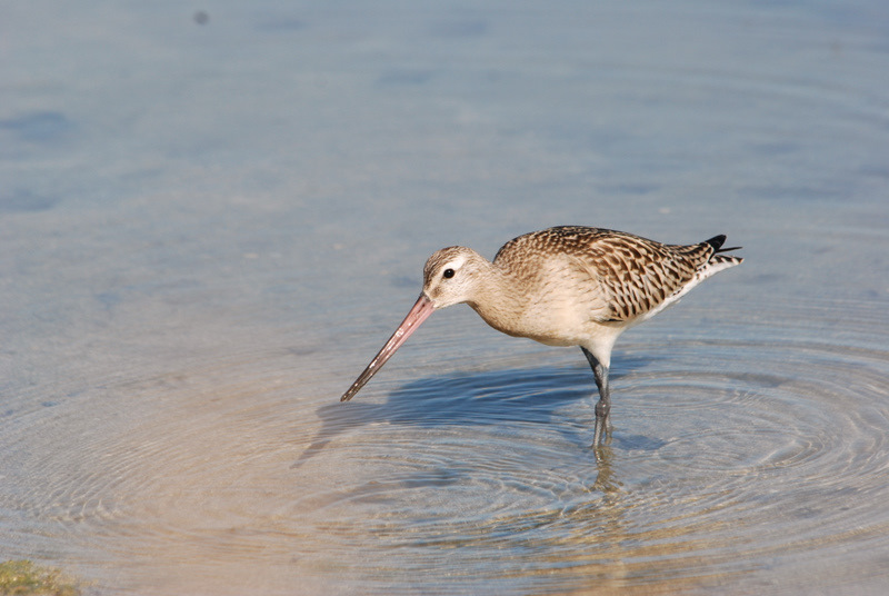 Kıyı çamurçulluğu » Bar-tailed Godwit » Limosa lapponica