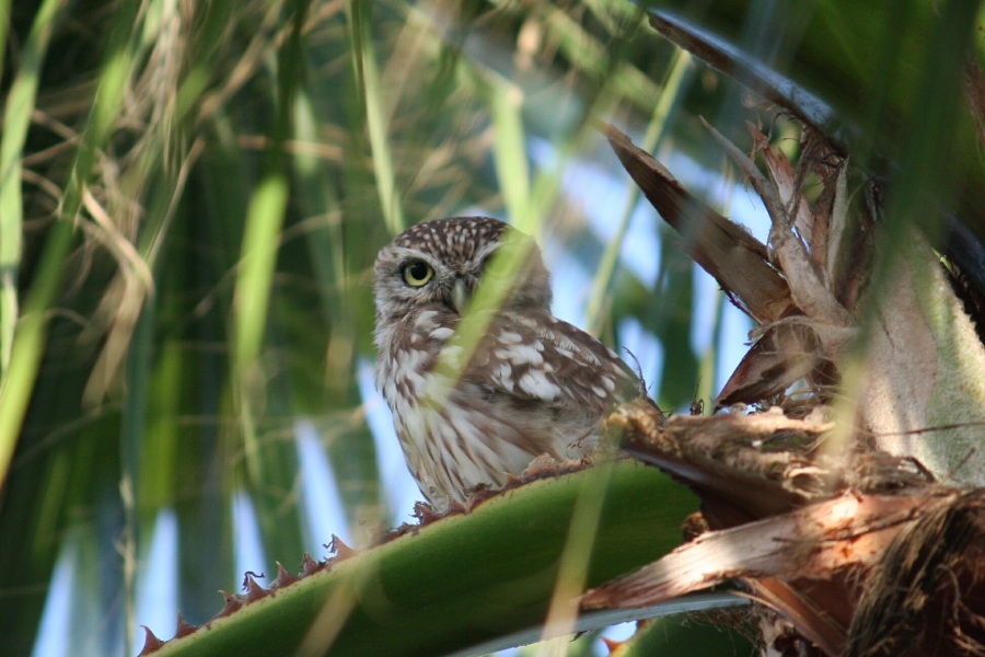 Kukumav » Little Owl » Athene noctua