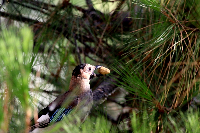 Alakarga » Eurasian Jay » Garrulus glandarius