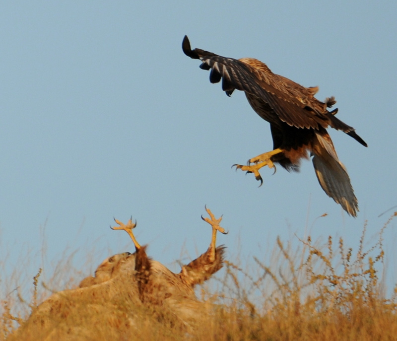 Kızıl şahin » Long-legged Buzzard » Buteo rufinus