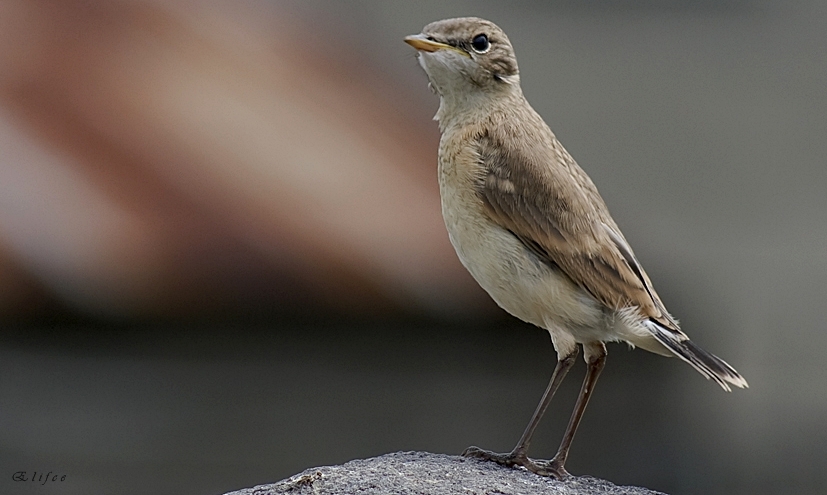Boz kuyrukkakan » Isabelline Wheatear » Oenanthe isabellina