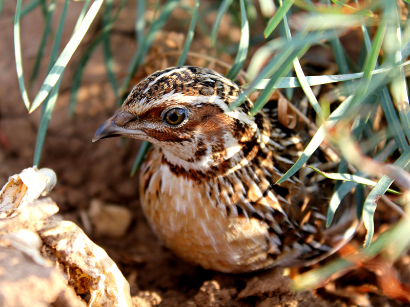 Bıldırcın » Common Quail » Coturnix coturnix