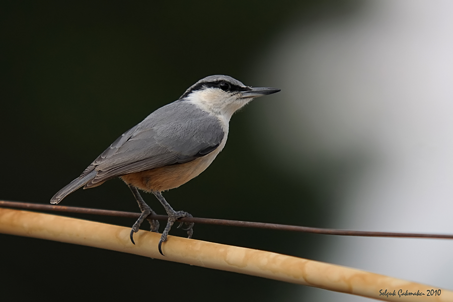 Kaya sıvacısı » Western Rock Nuthatch » Sitta neumayer