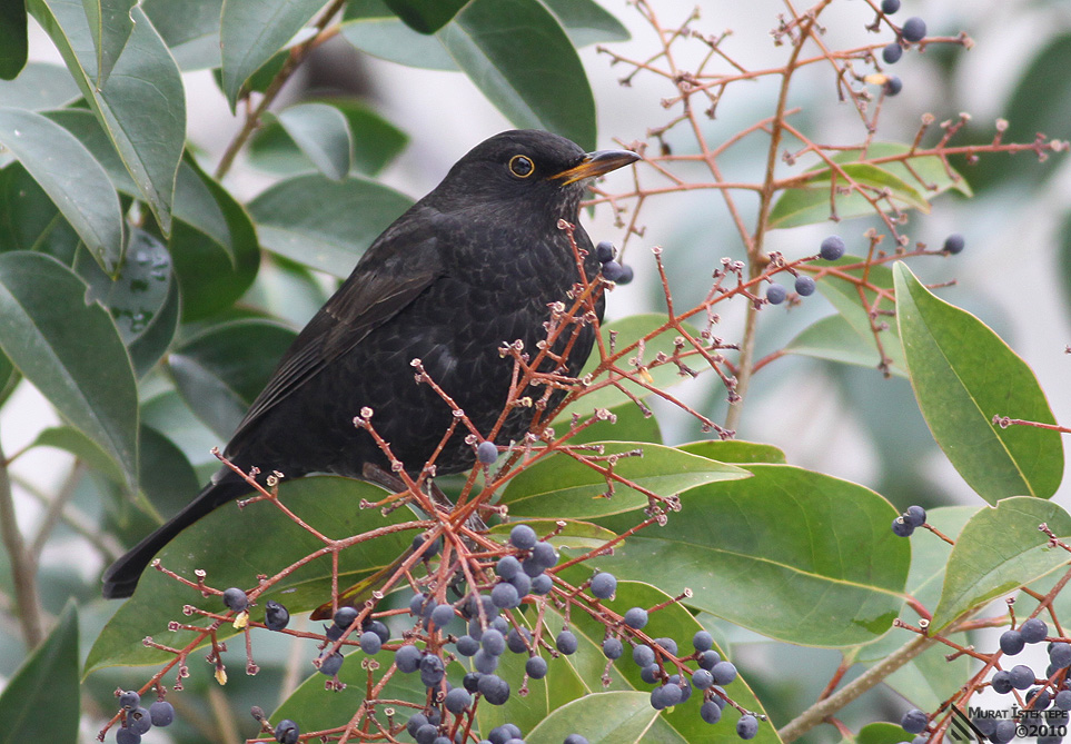 Karatavuk » Common Blackbird » Turdus merula