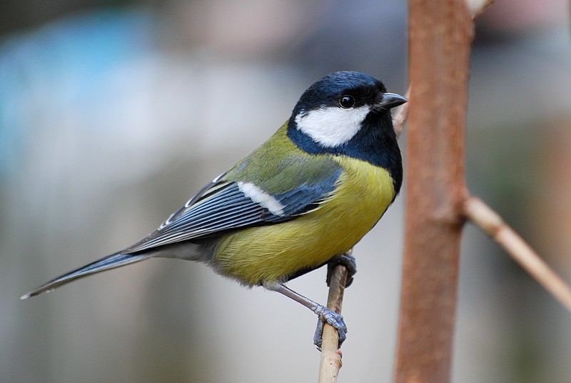 Büyük baştankara » Great Tit » Parus major
