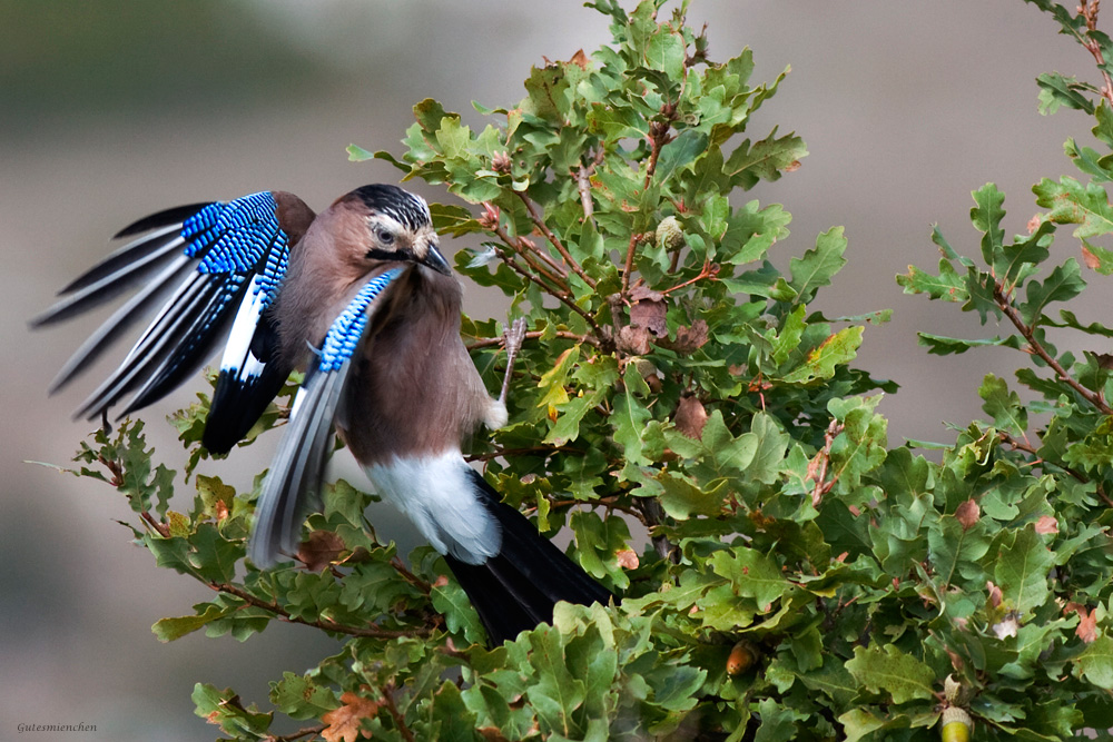 Alakarga » Eurasian Jay » Garrulus glandarius