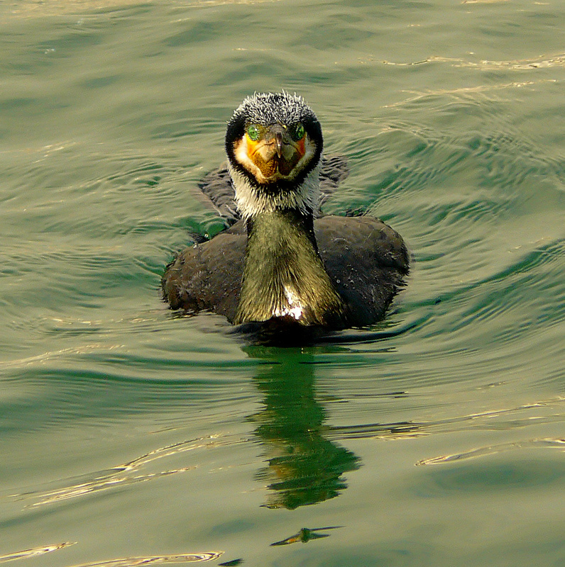 Karabatak » Great Cormorant » Phalacrocorax carbo