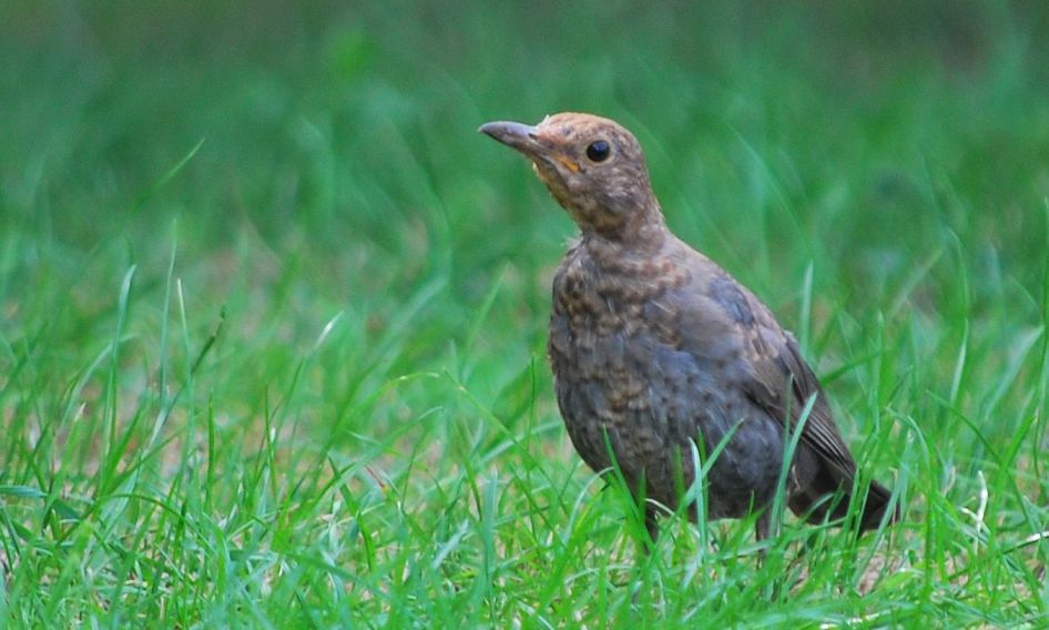 Karatavuk » Common Blackbird » Turdus merula