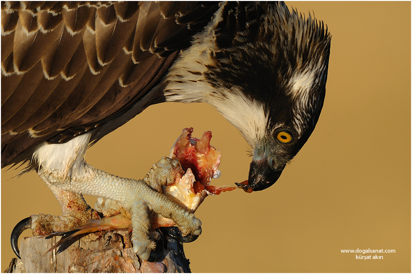 Balık kartalı » Osprey » Pandion haliaetus