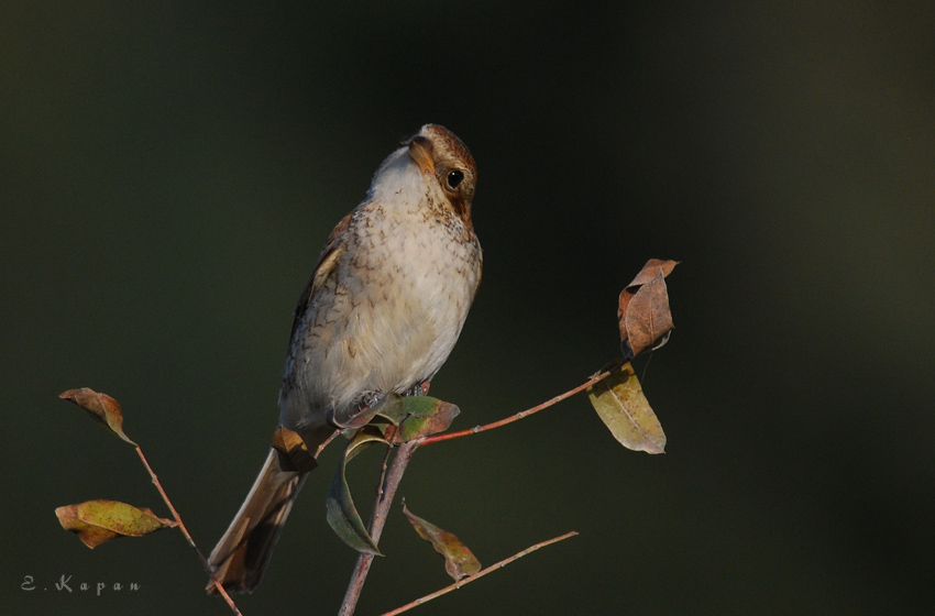 Kızılsırtlı örümcekkuşu » Red-backed Shrike » Lanius collurio