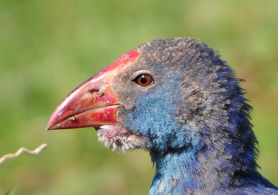 Sazhorozu » Grey-headed Swamphen » Porphyrio poliocephalus