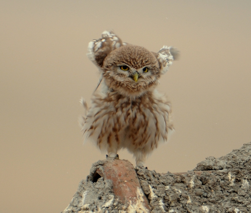 Kukumav » Little Owl » Athene noctua