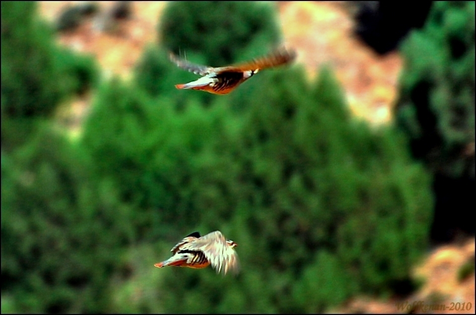 Kınalı keklik » Chukar Partridge » Alectoris chukar