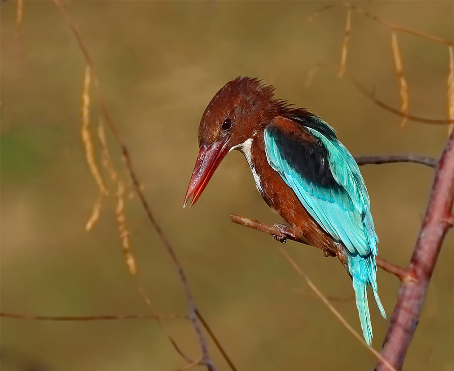 İzmir yalıçapkını » White-throated Kingfisher » Halcyon smyrnensis