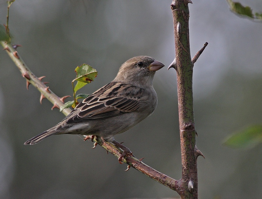 Serçe » House Sparrow » Passer domesticus