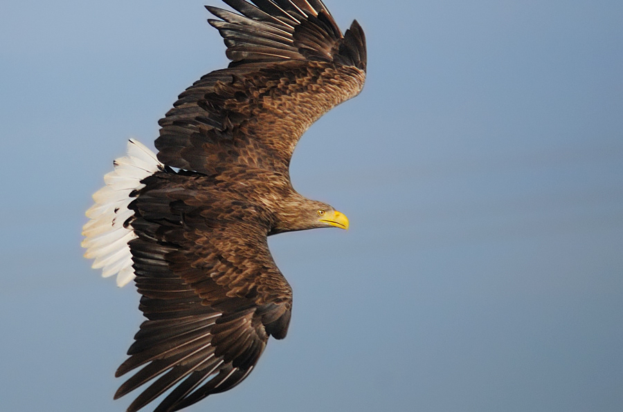 Akkuyruklu kartal » White-tailed Eagle » Haliaeetus albicilla