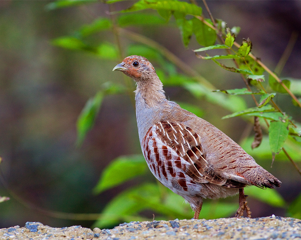 Çilkeklik » Grey Partridge » Perdix perdix