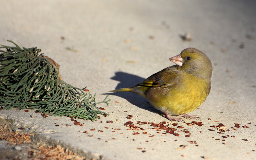 Florya » European Greenfinch » Chloris chloris