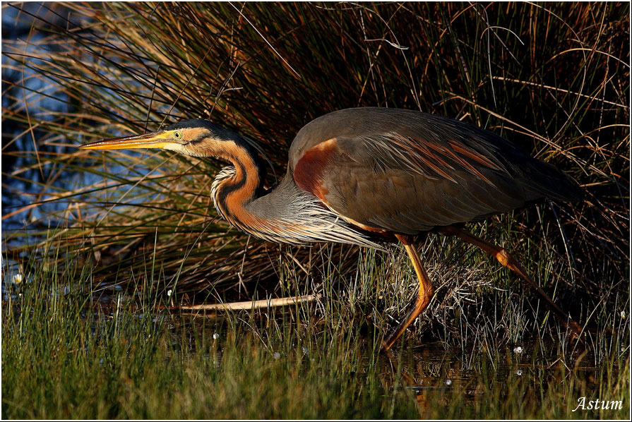 Erguvani balıkçıl » Purple Heron » Ardea purpurea