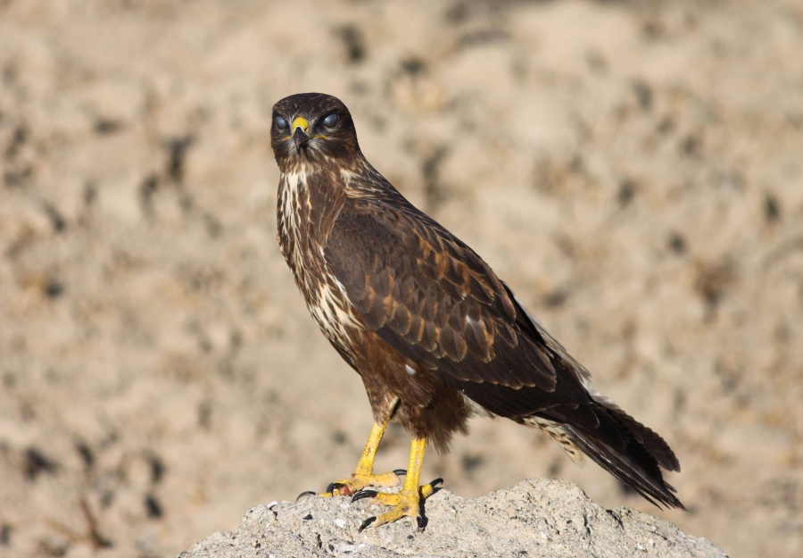 Şahin » Common Buzzard » Buteo buteo