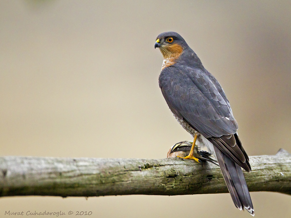 Atmaca » Eurasian Sparrowhawk » Accipiter nisus