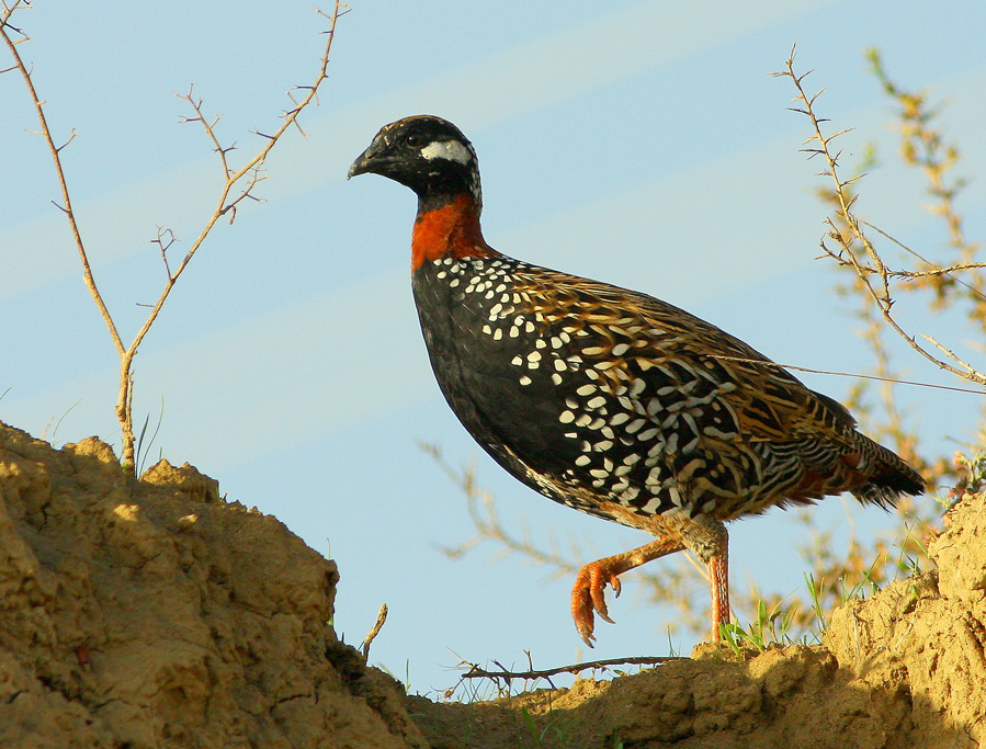Turaç » Black Francolin » Francolinus francolinus