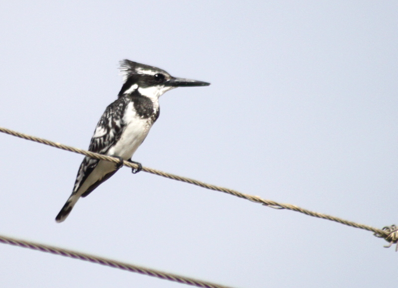 Alaca yalıçapkını » Pied Kingfisher » Ceryle rudis