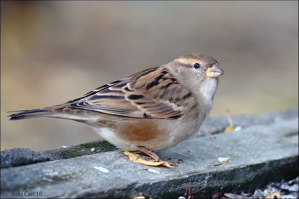 Serçe » House Sparrow » Passer domesticus