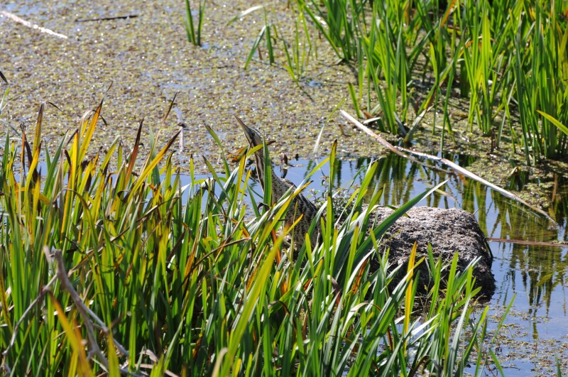 Balaban » Eurasian Bittern » Botaurus stellaris