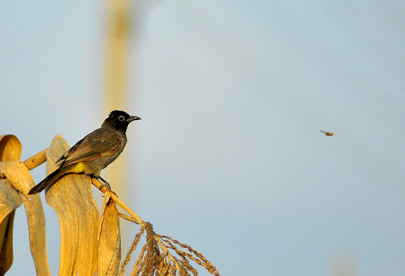 Arapbülbülü » White-spectacled Bulbul » Pycnonotus xanthopygos