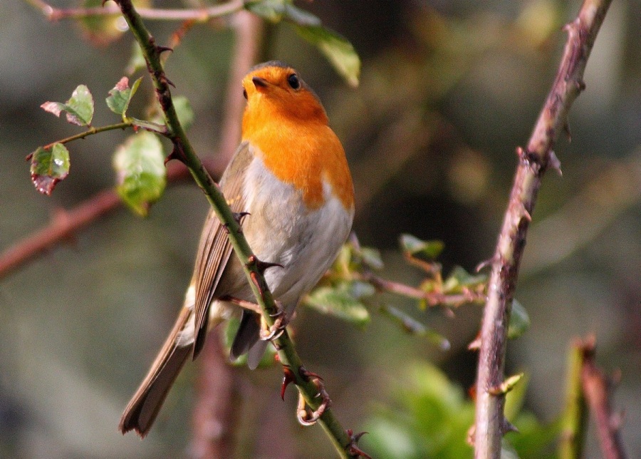 Kızılgerdan » European Robin » Erithacus rubecula