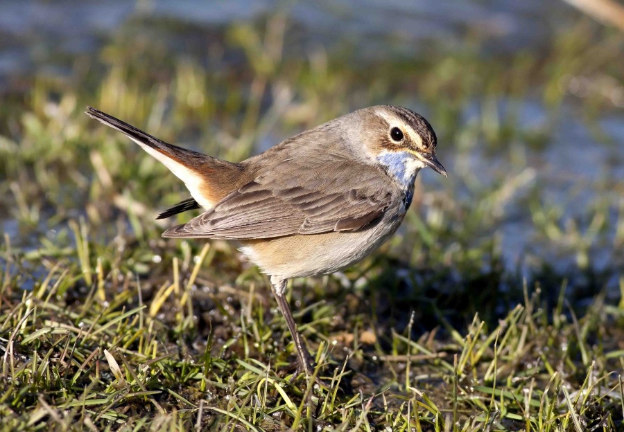 Mavigerdan » Bluethroat » Luscinia svecica