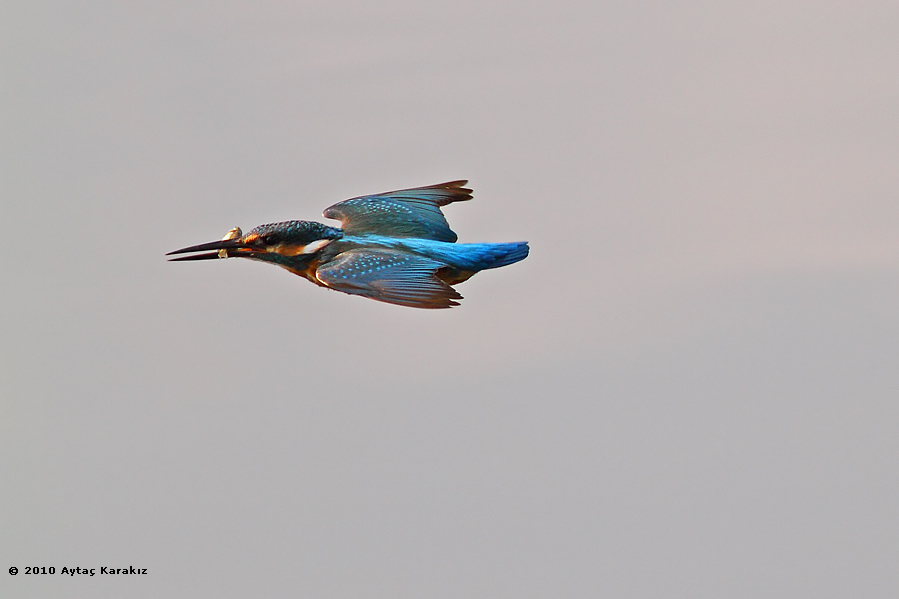 Yalıçapkını » Common Kingfisher » Alcedo atthis