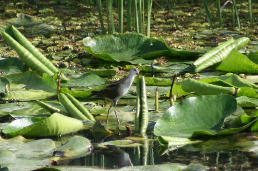 Bataklık suyelvesi » Little Crake » Porzana parva
