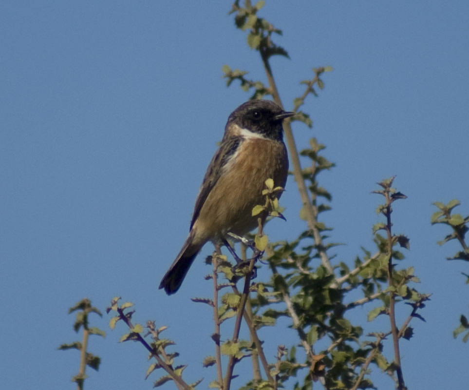 Taşkuşu » European Stonechat » Saxicola rubicola