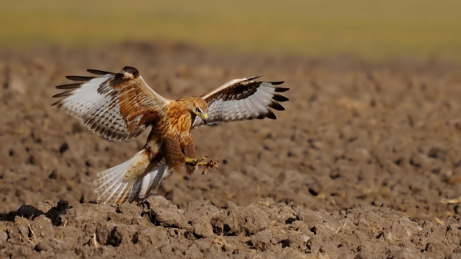 Kızıl şahin » Long-legged Buzzard » Buteo rufinus