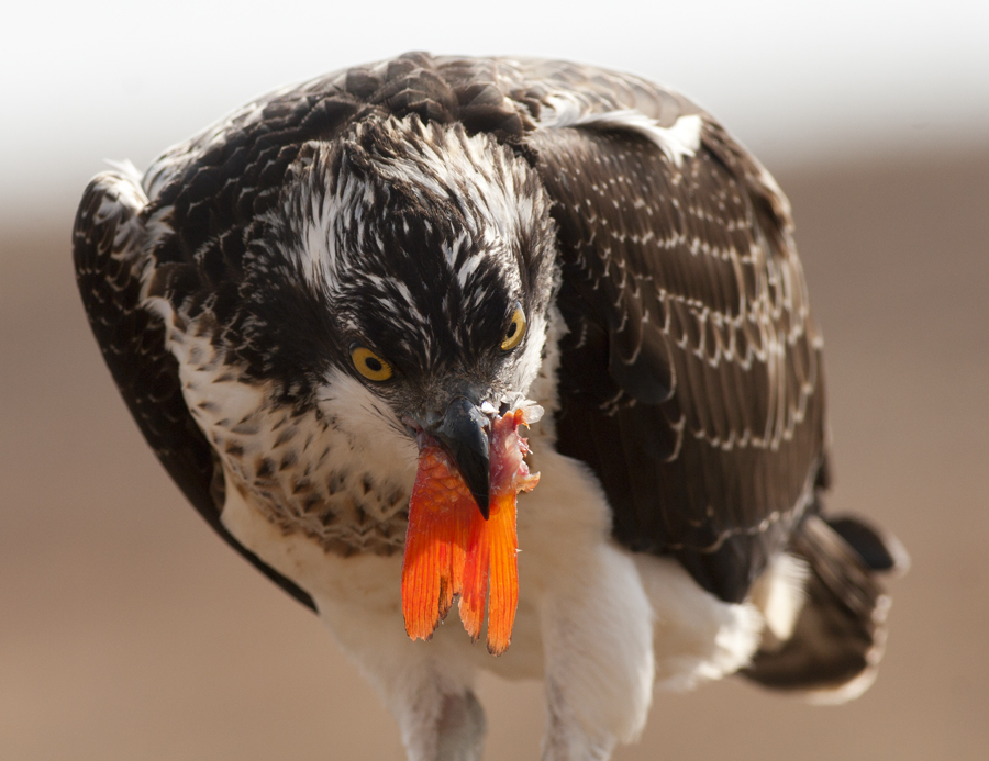 Balık kartalı » Osprey » Pandion haliaetus