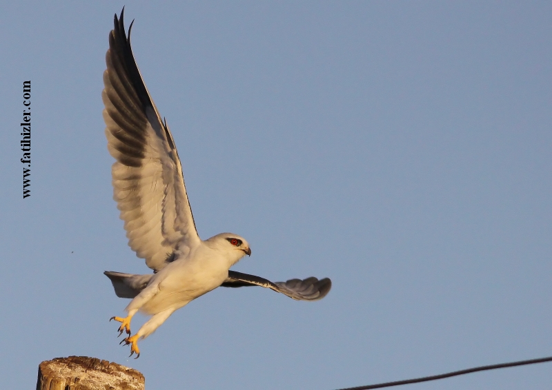 Ak çaylak » Black-winged Kite » Elanus caeruleus