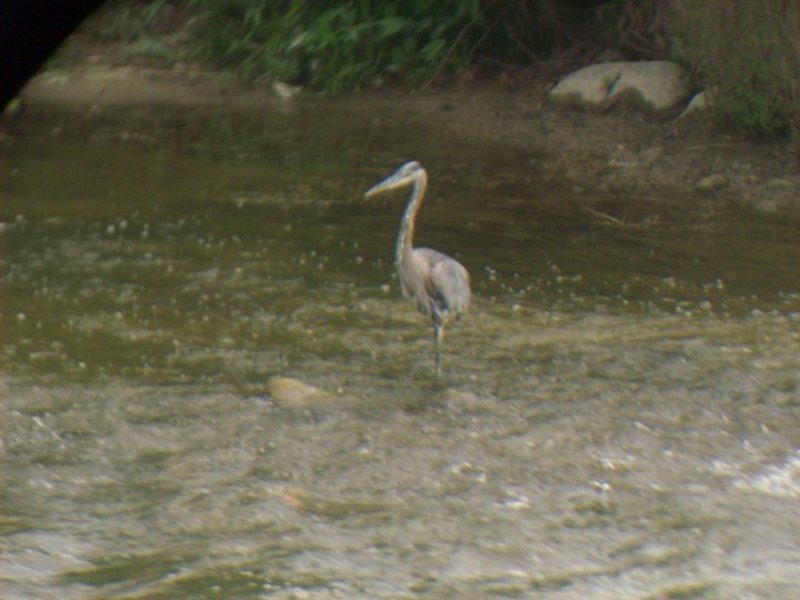 Gri balıkçıl » Grey Heron » Ardea cinerea